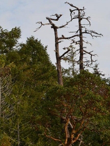 Just trees, or an Ent Moot?